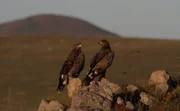 Ein Paar Steppenadler diese Greifvögel ernähren sich hauptsächlich von kleinen Säugetieren.