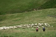 Der Süden Transsilvaniens ist seit je für seine Schafe und seinen Käse bekannt – aber auch für den Kampf der Schafhirten um ihre Unabhängigkeit.