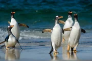 FALKLANDS - Gentoo penguins stand approximately 75 cm tall making them the third largest species. Whilst Gentoo numbers in the Falkland Islands do fluctuate, they have averaged about 100,000 pairs over the last 75 years. Gentoos are the fastest swimming birds in the world, reaching a top speed of up to 40kmh.
