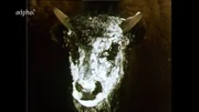 Ein Bison hat im Tiefschnee nach Gras gesucht, die Spuren sieht man in seinem Gesicht.