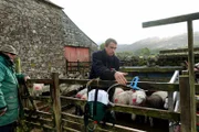 Andrew Harrison impft seine Schafe gegen Magenwürmer. Seit Jahrhunderten prägt die Schafzucht das Landschaftsbild im Lake District.