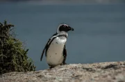 Brillenpinguin