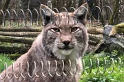 Luchs im Wildpark Alte Fasanerie in Hanau.
