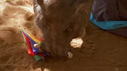 Das Warzenschwein sorgt für ziemliches Chaos.