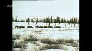 1995 beobachtet Autor Horst Kliem eine Bisonherde, die bei 25 Grad unter Null im Tiefschnee Nahrung sucht.