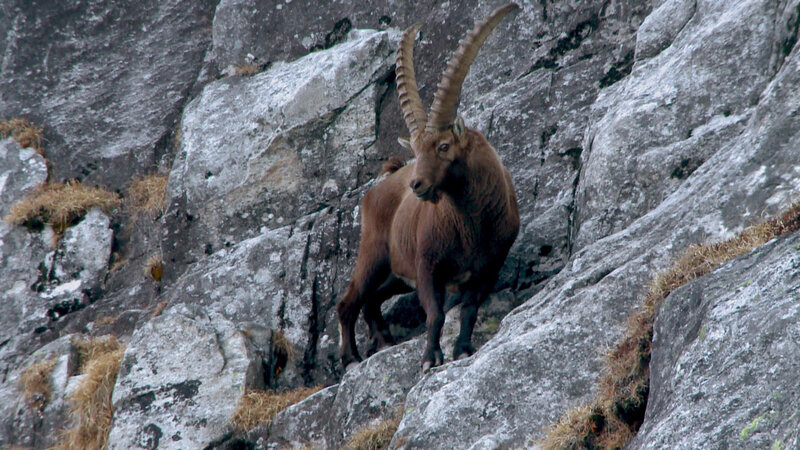 Sagenhafte Extremkletterer (A, 2016)