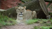 Eine Marokkanerin in Hannover: Lange haben die Tierpfleger und Tierpflegerinnen darauf gewartet. Jetzt ist sie endlich da: Berberlöwin Zara. Die fünf Jahre junge Löwin kommt aus dem Zoo Rabat in Marokko und soll die neue Partnerin für Löwe Basu sein, der leider seine alte Gefährtin verloren hat. Berberlöwen sind extrem selten – in der Wildbahn sind sie bereits ausgestorben.