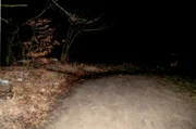 In diesem Waldstück wird in einer Februarnacht die brennende Leiche einer jungen Frau entdeckt. Die Spurensicherung gestaltet sich kompliziert.