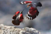 Im Bild: Schwer zu entdecken, doch die Suche lohnt sich: Mauerläufer sind die fliegenden Juwelen des Hochgebirges.