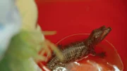 OLI hat das wilde Krokodil in einen Eimer verfrachtet.