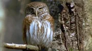 Mit Beginn des Sommers kehren die Vögel zurück. Der Wald ist jetzt erfüllt von Ihren Gesängen. Unzählige Schmetterlinge, Käfer und Bienen bevölkern die blühenden Hänge. Auch bei den Spätbrütern, wie Sperber und Sperlingskauz (Foto), sind nun die Jungen flügge.