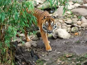 Auf der Pirsch: Nur noch 250 Sumatratiger leben in freier Wildbahn, 200 in Zoos.  Zwei davon auch in der Stuttgarter Wilhelma.