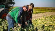 Kohlbauer Jan Schütt und Tarik auf dem Rosenkohl-Acker.