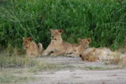 Der Gorongosa National Park liegt mitten in Mozambique und war bis zum Beginn des 17-jährigen Bürgerkrieges ein wahres Paradies. Aber die Löwenfamilie fühlt sich noch immer wohl.