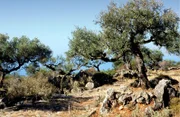 Olivenhain.