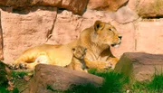 Eine Indische Löwin mit Jungen. Weiteres Bildmaterial finden Sie unter www.br-foto.de.
