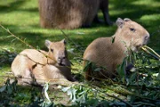 Zwei Wasserschwein-Jungen im Zoo Berlin.