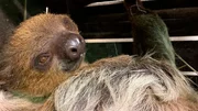 Fluffig aber faul: Faultier Artus ist neu im Zoo und muss zunächst 14 Tage in Quarantäne. Das ist so üblich, um keine Krankheiten einzuschleppen. Mit einer Kotprobe soll der Gesundheitszustand von Artus gecheckt werden. Doch das Faultier macht seinem Name alle Ehre und verrichtet einfach sein Geschäft nicht. Faultiere machen nur einmal die Woche ihren Toilettengang. Das Team muss sich in Geduld üben.