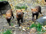 Rarität: Die Stuttgarter Wilhelma ist einer der wenigen Zoos, die Waldhunde halten. Eisbär, Affe & Co. widmet sich heute den südamerikanischen Tieren.