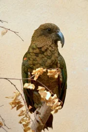 Kea (auch Bergpapagei) im Zoo Berlin