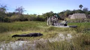 Samuel Tommie vom Stamm der Seminolen auf einem Airboat in den Everglades. Der Alligator lässt sich nicht stören.