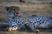 Ein Gepard in der Serengeti.
