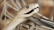 Der Kopf einer schwarzen Mamba.