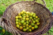Frisch geerntete Kletzenbirnen am Hauerhof