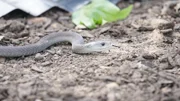 Schwarze Mamba die sich wachsam fortbewegt.  Die Verwendung des sendungsbezogenen Materials ist nur mit dem Hinweis und Verlinkung auf RTL+ gestattet.