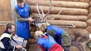 Arztbesuch bei Rentier Ari: Der Senior leidet vermutlich an Arthrose, einem altersbedingten Gelenkverschleiß. Wie beim Menschen helfen hier nur entzündungshemmende und schmerzstillende Medikamente. Doch die müssen die Tierärzte in die kranken Beine des Rentiers spritzen.