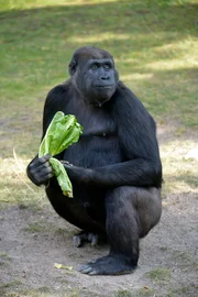 Gorilla-Weibchen Djambala im Zoo Berlin.
