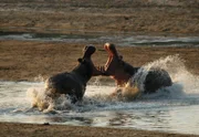 Zwei Flusspferdbullen kämpfen darum, wer der Herrscher über das Wasserloch ist.