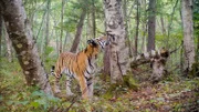 Sibirischer Tiger, Bikin (Russland).