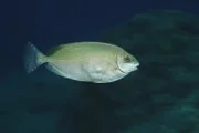 Ein Einwanderer ins Mittelmeer, der Kaninchenfisch.