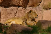 Eine Indische Löwin mit Jungen.