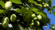 Hopfen als Grundzutat des Biers
