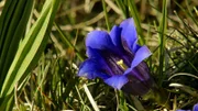 Wunderwelt Schweiz: Die Jura-Region - Erzählt von Max Moor: Blume.