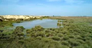 Die Sanddünen reichen bis an den Rand des Sumpfgebietes.