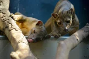 Fossas im Zoo Berlin