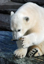 Wilbär: Happy Birthday, kleiner Bär! Erster Geburtstag für den schwäbischen Eisbären. Wie die Party für ihn war, zeigt Eisbär, Affe & Co.