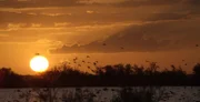 Sonnenuntergang im Sumpfgebiet der Doñana.