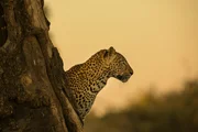 Das junge Leoparden-Männchen “Makumbi” schaut seiner weg gehenden Mutter nach.