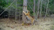 Sibirischer Tiger, Sichote-Alin (Russland).