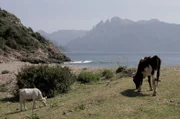 Korsika ist eine Schatzinsel, deren Küstengewässer wunderbare und seltene, teilweise einzigartige Lebewesen bergen.