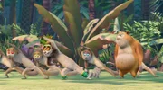 King Julien (vorne M.) weiß wie man sich fit hält: mit ein bisschen Gymnastik!