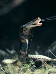 Mozambique Spitting Cobra