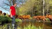Vor dem Aussterben gerettet - Harzer Rotes Höhenvieh.