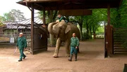 Ein Elefantenritt durch den Tierpark Hagenbeck.
