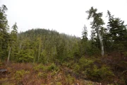 PORT PROTECTION, AK, USA: The forests are rich with resources for residents of Port Protection, AK.