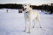 «Bure», einer der Huskys von Juho Ylipiessa